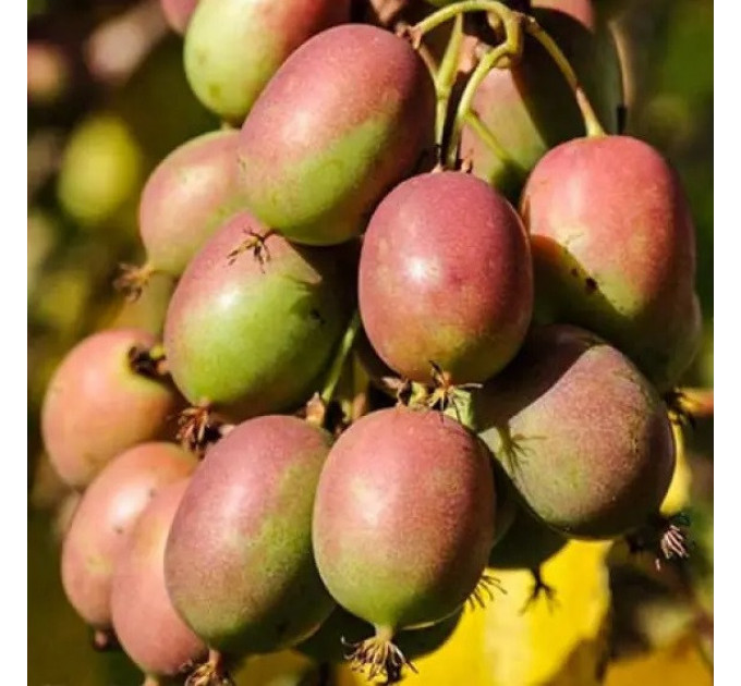 Актинидия аргута "Женева" 1 летняя, конт. P9