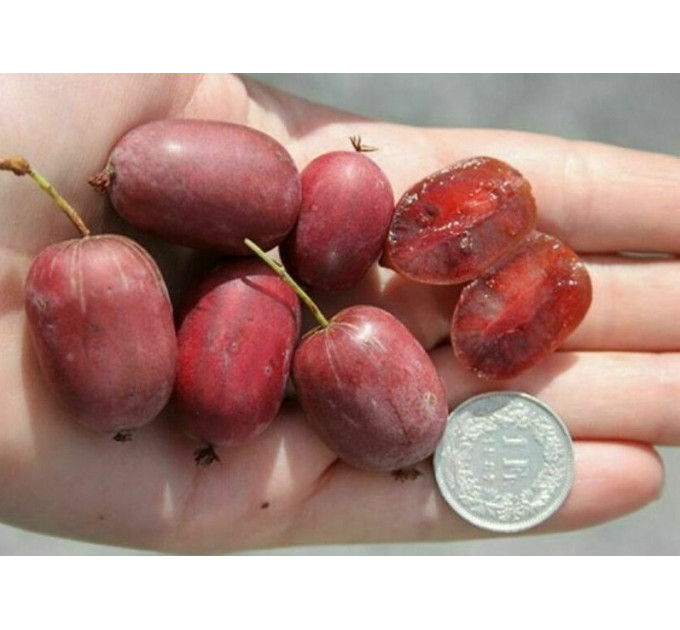 Актинидия аргута "Женева" 1 летняя, конт. P9