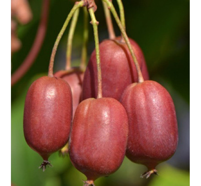 Актинидия сорт Скарлет септембер, 3 летняя, конт. 5 л