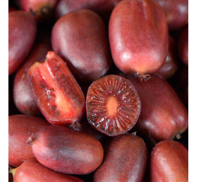 Актинидия сорт Скарлет септембер, 3 летняя, конт. 5 л