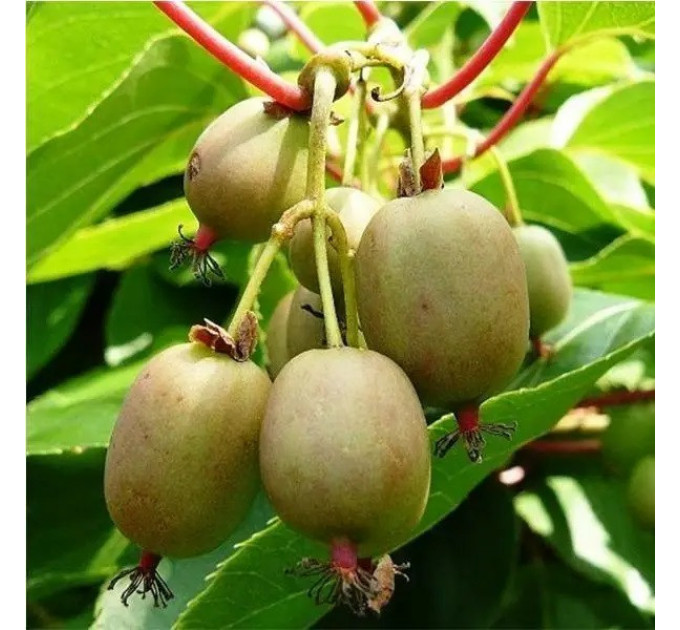 Актинидия сорт Фигурная 2 летняя, конт. 3 л (позднего срока созревания)