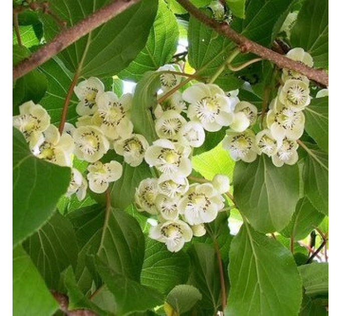 Актинидия мужская "Дон Жуан" 2 летняя, конт. 1.5 л