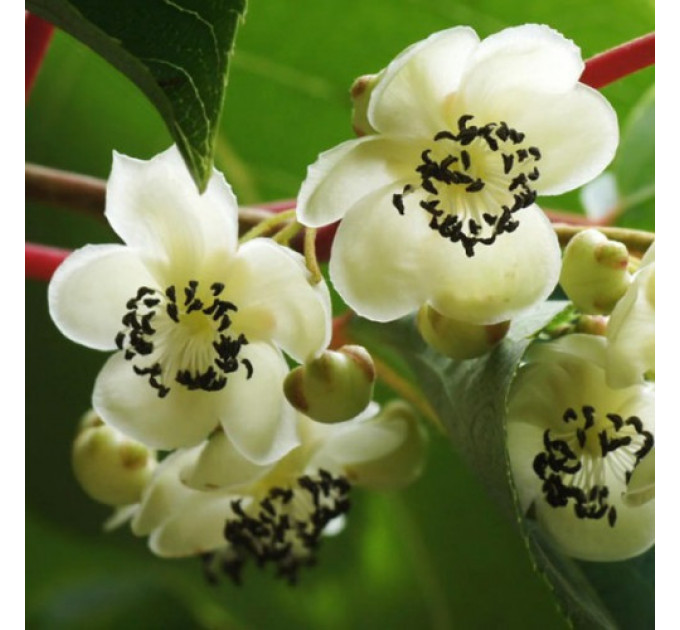 Актинидия мужская "Дон Жуан" 2 летняя, конт. 1.5 л