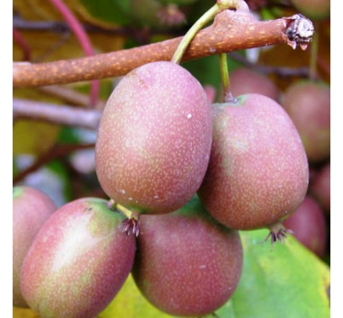 Актинідія сорт Ананасна 1 річна, конт. Р9