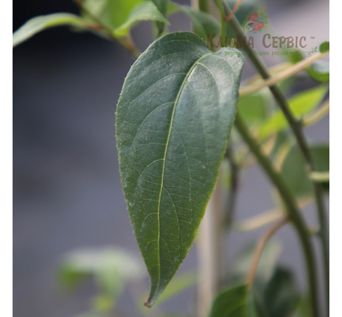 Актинидия сорт Вити киви, 2 лет контейнер 3 л