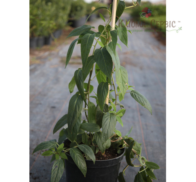 Актинидия сорт Вити киви, 2 лет контейнер 3 л