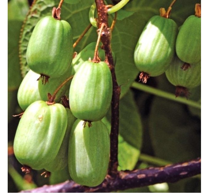 Актинидия аргута Сентябрьская (женская) 4 летняя, конт. 7.5 л