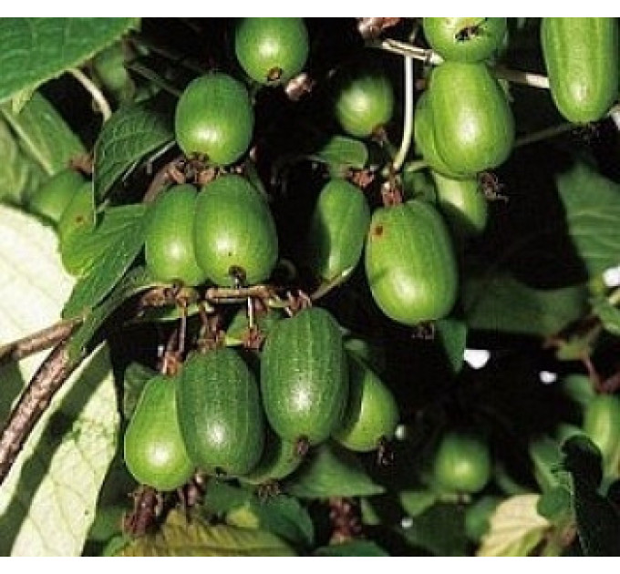 Актинидия аргута Сентябрьская (женская) 4 летняя, конт. 7.5 л