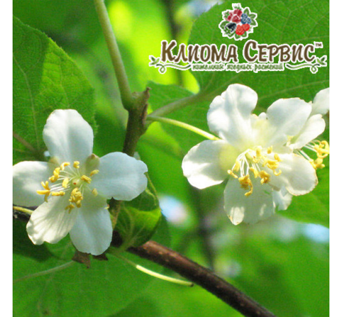 Актинидия аргута мужская (опылитель) 1 летняя, конт. Р9