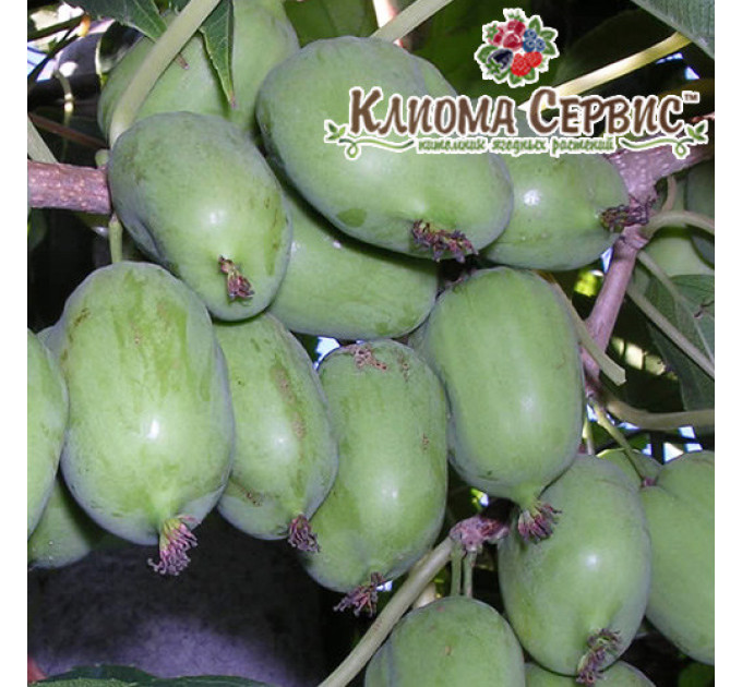 Актинідія аргута Великоплідна (жіноча), 3 роки 7.5 л