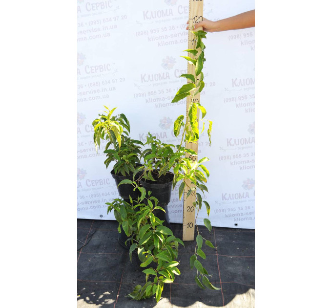 Саженцы актинидии сорт Киевская Гибридная, 3 летние, конт. 5 л