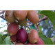 Актинидия аргута Пурпурная (женская) 1 летняя, конт. Р9