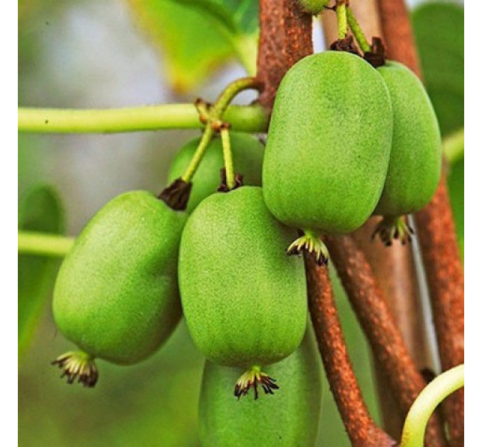 Актинидия сорт Вити киви 1 летняя, конт. Р9