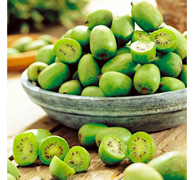 Актинидия сорт Вити киви 1 летняя, конт. Р9