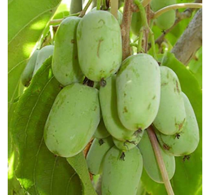 Актинідія сорт Оригінальна (жіноча) 3 річна, конт. 7.5 л (пізнього терміну дозрівання)