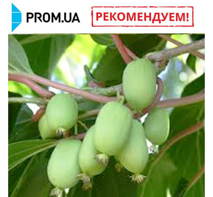 Саженцы актинидии сорт Киевская Гибридная, 1 лет (P9)