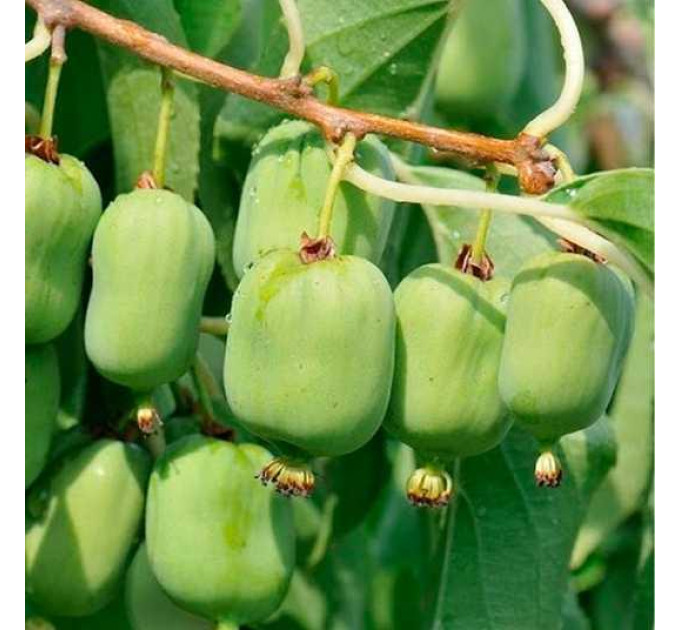 Саженцы актинидии сорт Киевская Гибридная, 3 летние, конт. 5 л