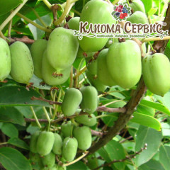 Саженцы актинидии сорт Киевская Гибридная, 1 лет (P9)