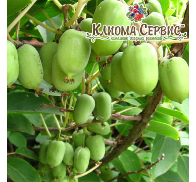 Саженцы актинидии сорт Киевская Гибридная, 3 летние, конт. 5 л