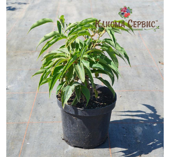 Саженцы актинидии сорт Киевская Гибридная, 3 летние, конт. 5 л