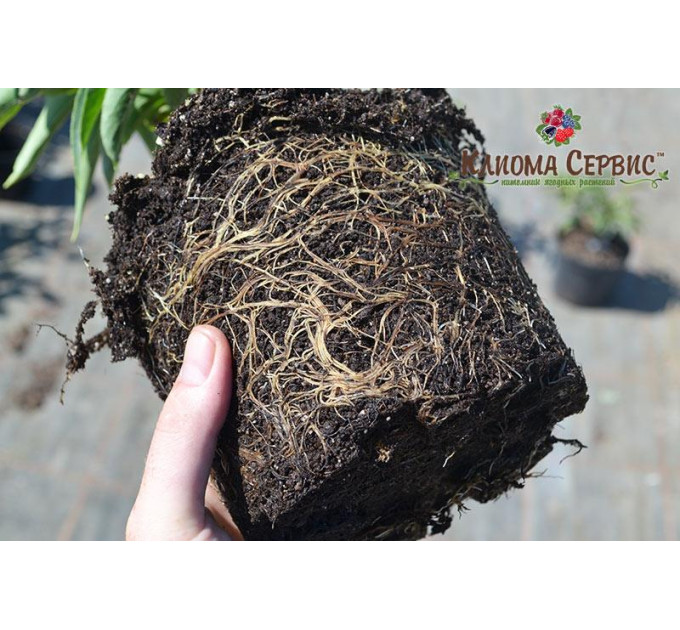 Саженцы актинидии сорт Киевская Гибридная, 3 летние, конт. 5 л