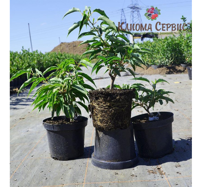 Саженцы актинидии сорт Киевская Гибридная, 3 летние, конт. 5 л