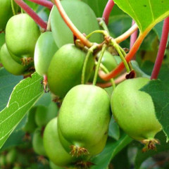 Актинидия сорт Вити киви, 3 летняя, конт. 5 л