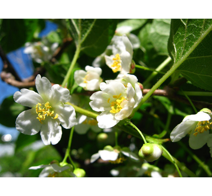 Актинідія аргута чоловіча (запилювач) 3 річна, конт. 5 л