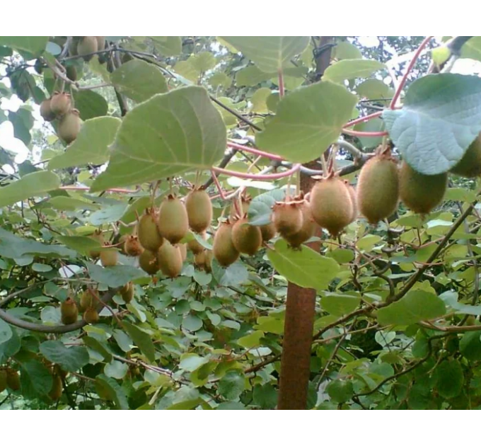 Саджанці ківі сорт Монті 3 річні, конт. 1.5 л