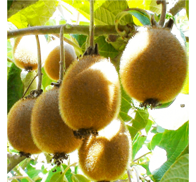 Саджанці ківі сорт Монті 3 річні, конт. 1.5 л