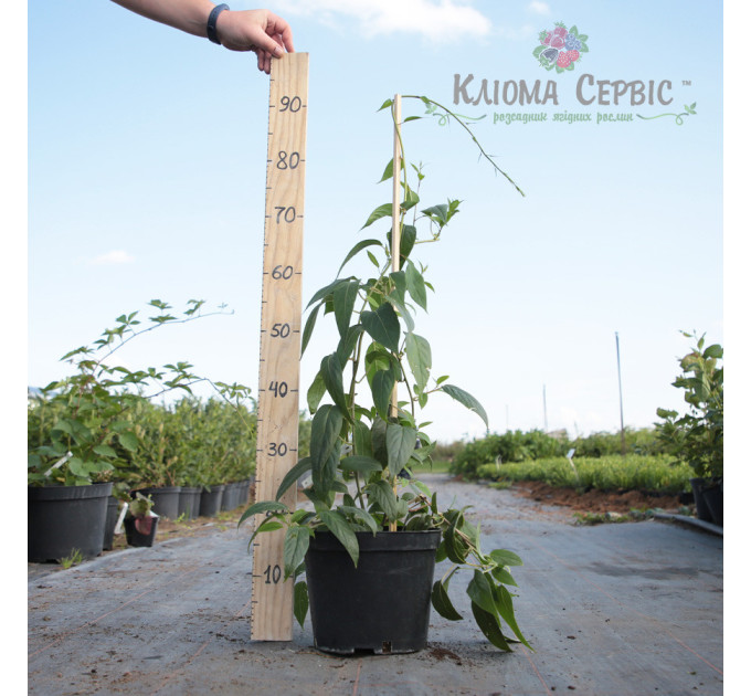 Актинидия сорт Вити киви, 3 летняя, конт. 5 л