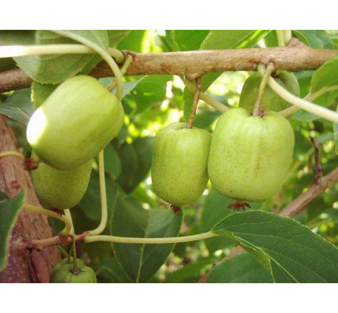 Саженцы актинидии сорт Фигурная 1 летняя, конт. P9