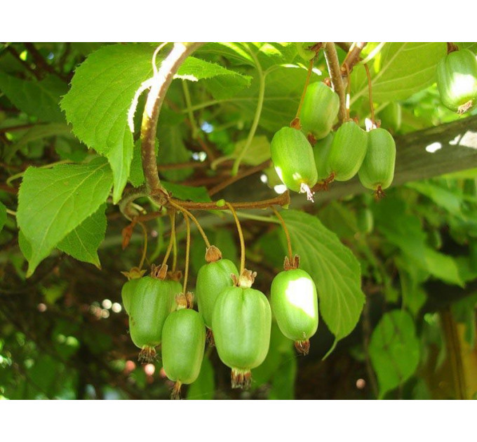 Актинидия аргута Оригинальная (женская) 4 летняя, конт. 7.5 л