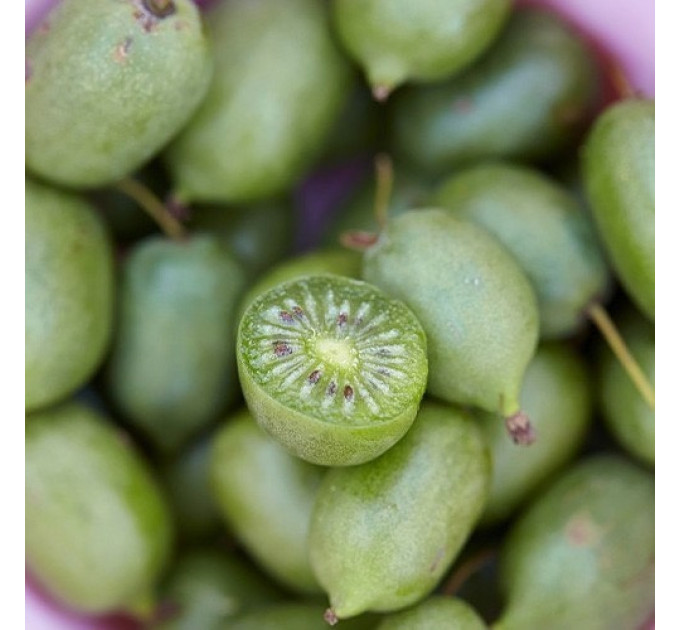 Актинидия аргута Оригинальная (женская) 4 летняя, конт. 7.5 л