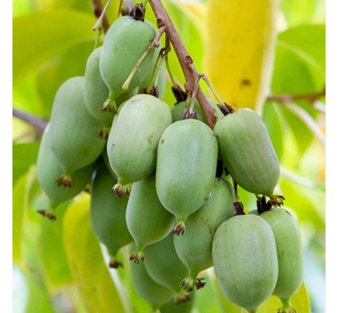 Актинидия аргута Оригинальная (женская) 4 летняя, конт. 7.5 л