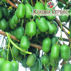 Актинидия сорт Оригинальная (женская), 3 летняя, конт. 5 л