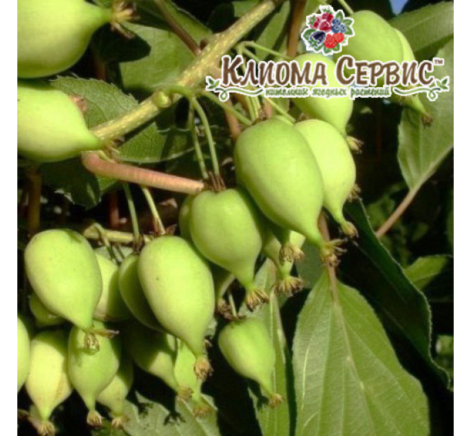 Саженцы актинидии сорт Фигурная 1 летняя, конт. P9