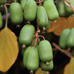 Актинидия сорт Джамбо 2 летняя, конт. 3 л