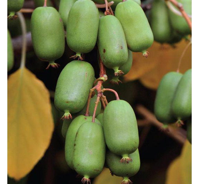 Актинидия сорт Джамбо 2 летняя, конт. 3 л