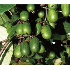 Актинидия аргута Сентябрьская (женская) 3 летняя, конт. 5 л