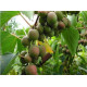 Актинидия аргута Самоплодная 2-летняя в горшке 0,9 л