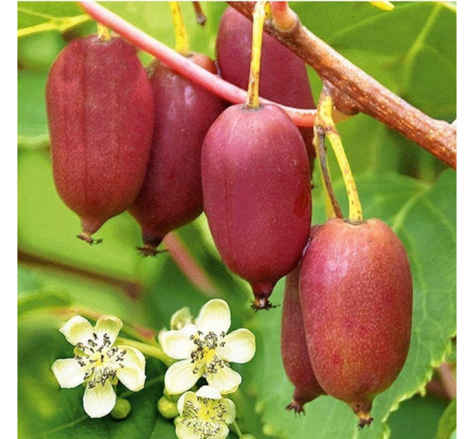 Актинідія сорт Кенс Ред, 3 річна, конт. 5 л