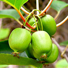 Актинидия аргута Сентябрьская (женская) 1 летняя, конт. Р9