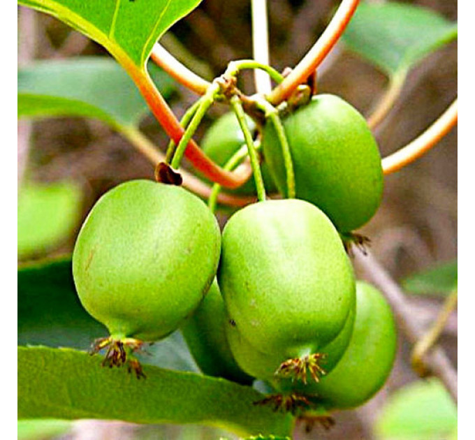 Актинидия аргута Сентябрьская (женская) 1 летняя, конт. Р9