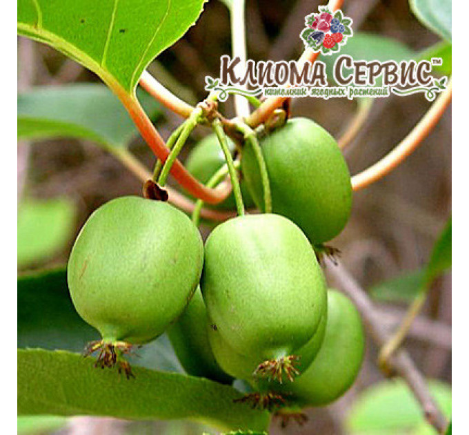 Актинидия аргута Сентябрьская (женская) 1 летняя, конт. Р9
