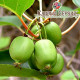 Актинидия аргута Сентябрьская (женская) 1 летняя, конт. Р9