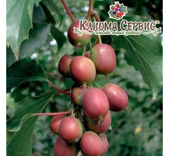 Актинідія аргута Пурпурова (жіноча) 2 річна, конт. 3 л