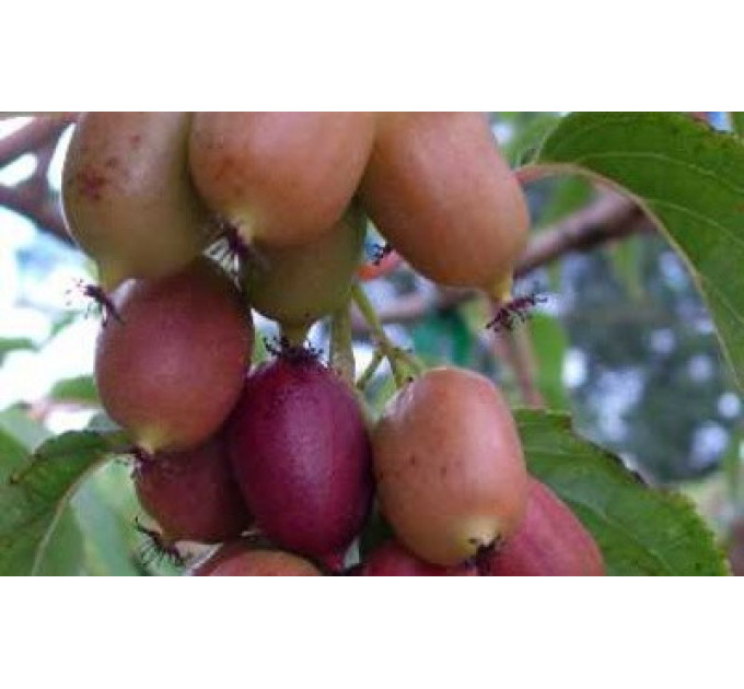 Актинідія аргута Пурпурова (жіноча) 2 річна, конт. 3 л