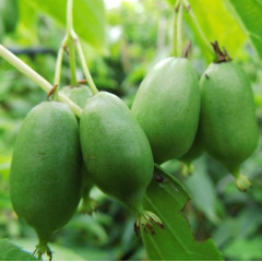 Актинидия остролистная сорт Исаии 1 летняя, конт. Р9