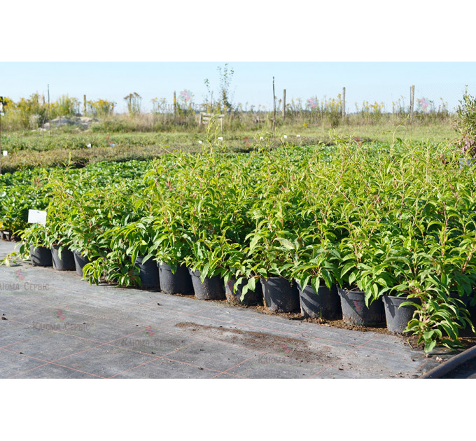 Актинідія аргута Пурпурова (жіноча) 2 річна, конт. 3 л